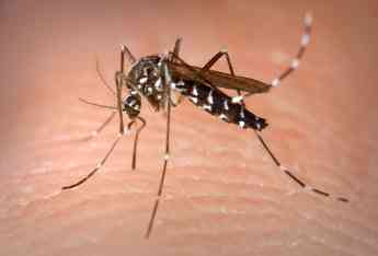 Rentokil Initial: De Islandia, un lugar único sin mosquitos, a España, un país con cada vez mayor presencia de estos insectos