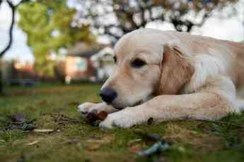 DeMascotas ofrece consejos para cuidar la salud de los perros en otoño