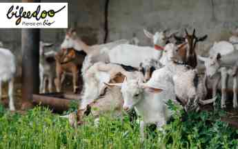 Beneficios de la ganadería ecológica, según Bifeedoo