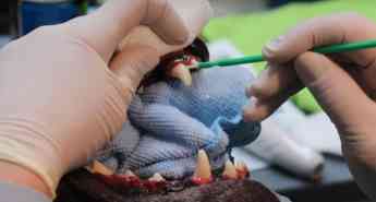 Veterizonia aplica las últimas tecnologías para tratar enfermedades cutáneas y periodontales en mascotas