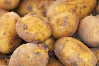 Con el otoño comienza la recolecta de la patata tardía, "ideal para cocinar", según Monti