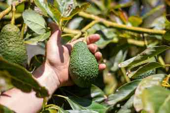 La tienda online en la que comprar aguacates sostenibles de Castellón directos del campo