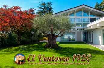 ¿Cómo comprar olivos? Lo explica Olivos El Ventorro