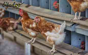 Pienso ecológico para pollos, una alternativa saludable y sostenible para productores y consumidores, según Bifeedoo