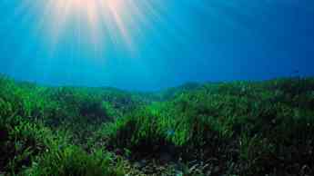Aprobada la primera metodología de contabilidad del carbono para la conservación del medio marino