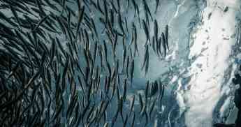 Cognizant y Tidal anuncian una colaboración para ayudar a las Blue Ocean Economies a acelerar la descarbonización