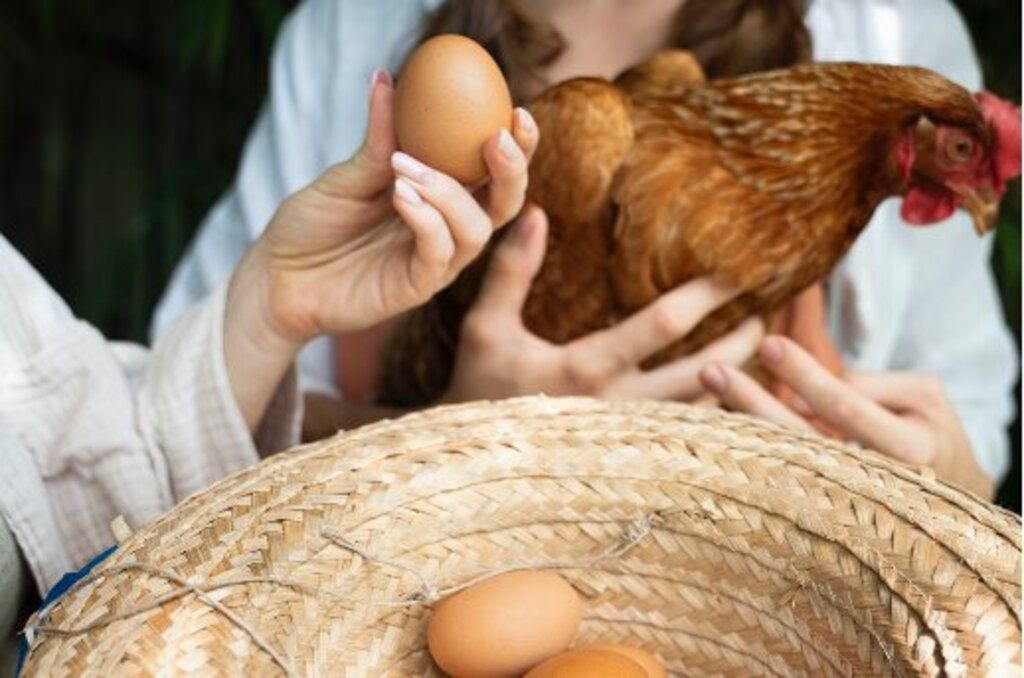 El pienso para gallinas ponedoras de Bifeedoo ha demostrado tener un impacto positivo en la calidad de los huevos