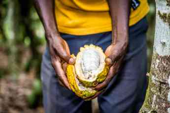 Oikocredit apuesta por la inclusión financiera para preservar el futuro del cacao