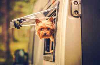 Consulta Veterinaria Online: La nueva forma de cuidar a las mascotas desde casa
