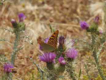 ADEL Sierra Norte explica cómo observar mariposas diurnas en verano