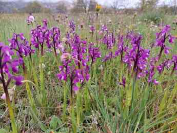 Las orquídeas silvestres son las bellas desconocidas de la Sierra Norte de Guadalajara