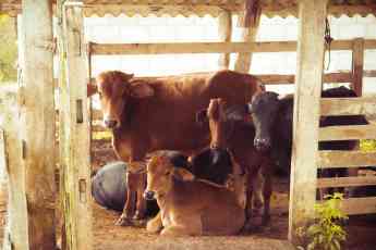Noticias Veterinaria | Pienso ecológico para vacas