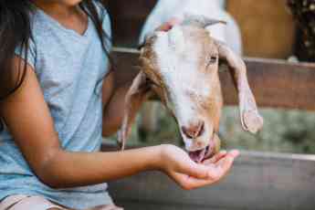 Noticias Estilo de vida |pienso ecológico para cabras
