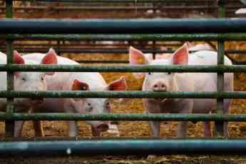 Noticias Aragón | Pienso ecológico para cerdos