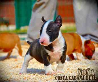 Noticias Nacional | Cachorro Bull Terrier