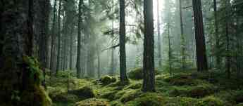 Noticias Software | Bosques en peligro de deforestación