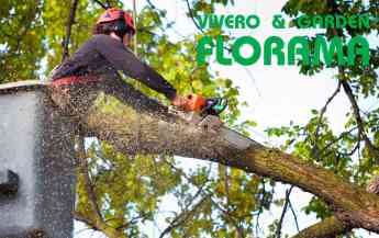 Las estaciones ideales para la poda de árboles por Viveros Florama