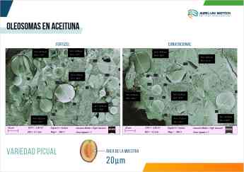Fertizel "biohackea" la aceituna dando un 15% más de oleosomas, 25% más de cosecha y reduce la vecería