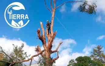 La Tierra Jardinería: técnicas de poda especializada en árboles forestales, frutales y ornamentales