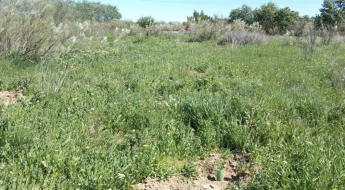 Tot-Net contribuye a la reforestación con la plantación de 60 árboles en la Reserva Natural de los Galachos