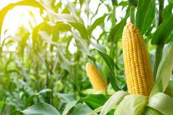 Areté - The Agri Food Intelligence Company analiza el impacto de los nuevos aranceles estadounidenses