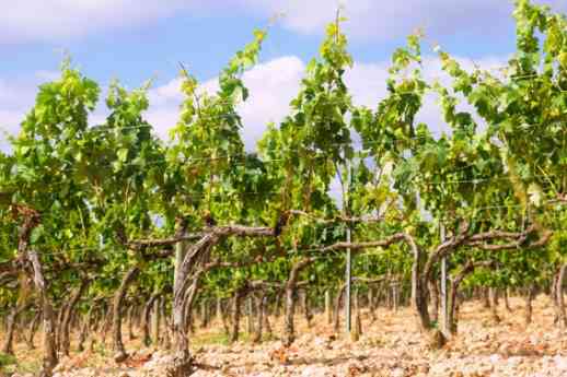 Bodegas Obergo y la importancia de la poda en verde para la calidad del viñedo