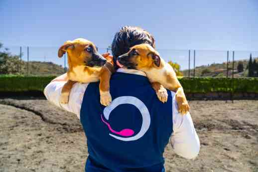 La clonación animal, una práctica aprobada por la Unión Europea y el Vaticano