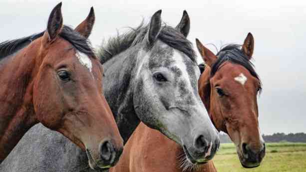 El pienso ecológico para caballos de Bifeedoo favorece la vitalidad y el bienestar digestivo