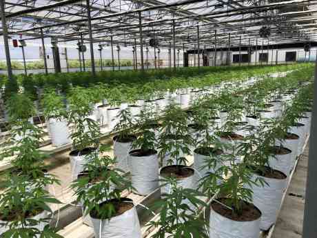 La UNEC, que agrupa al sector del cannabis legal, da un paso al frente para aclarar la confusión del CBD