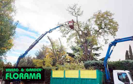 Poda segura y en altura con experiencia y equipos certificados con PODAS FLORAMA