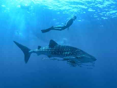 Los Cabos se posiciona como el paraíso del turismo deportivo en México