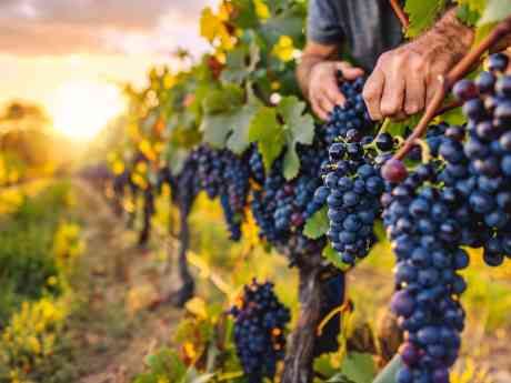 Bodegas Obergo inicia la vendimia 2025, una tradición que respeta la climatología del Somontano