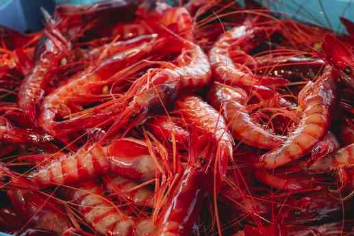 MSC celebra en CONXEMAR 2025 la sostenibilidad de la pesca ibérica y destaca la entrada de la gamba roja de Palamós en su Programa de Mejora
