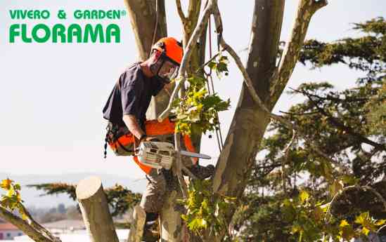 VIVEROS FLORAMA: Expertos en poda de árboles, palmeras y arbustos