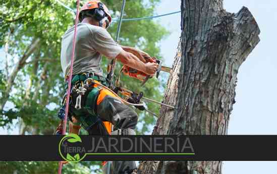 La importancia vital de la poda profesional de árboles para un entorno seguro y saludable, por La Tierra Jardinería