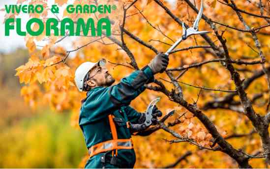 Poda en otoño: qué árboles y arbustos requieren cuidados especiales, por PODAS FLORAMA