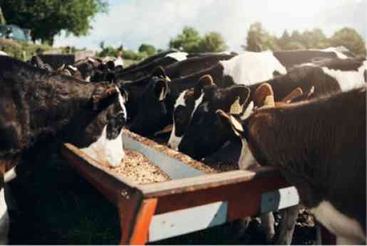 Bifeedoo impulsa la nutrición ecológica bovina