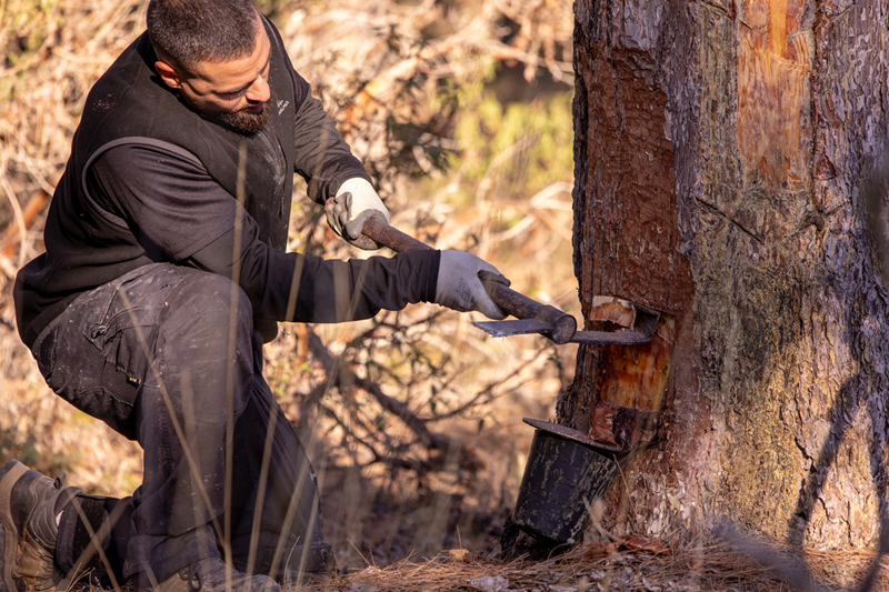 COPADE concluye el proyecto Del Bosque a tu Casa con resultados visibles en nueve territorios rurales