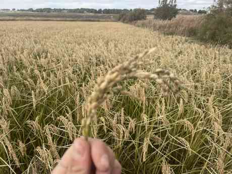 BioPalacín Planet impulsa las ventas de arroz ecológico gracias a la concienciación sobre salud y medio ambiente