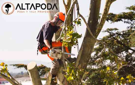 ALTA PODA: Soluciones profesionales de poda y cuidado de árboles en la Sierra de Madrid