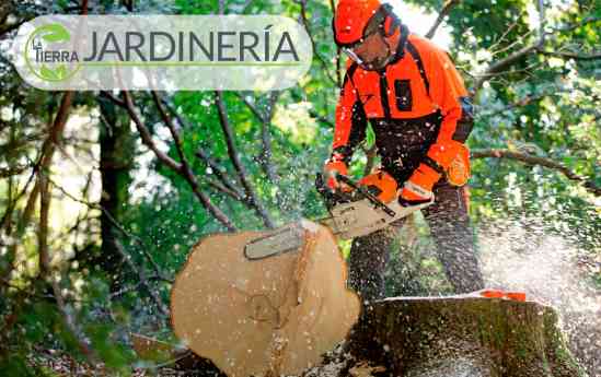 La Tierra Jardinería: soluciones expertas para el cuidado y manejo de árboles