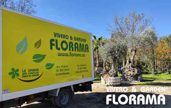 Viveros Florama: liderazgo en árboles de gran porte para paisajismo de alto impacto