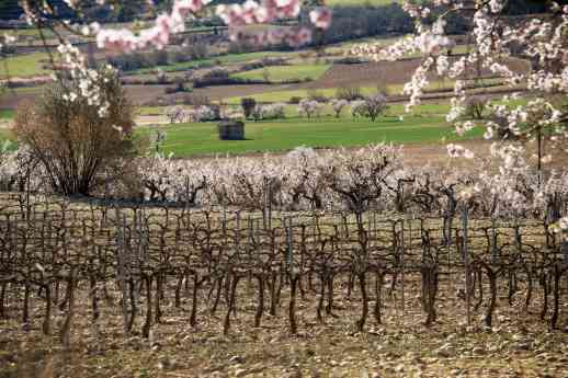 Bodegas Obergo enumera las claves que definen el carácter de su vino tinto del Somontano