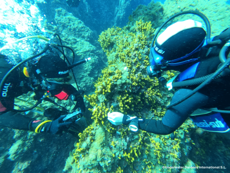 Underwater Gardens International impulsa en Tenerife un piloto de regeneración marina