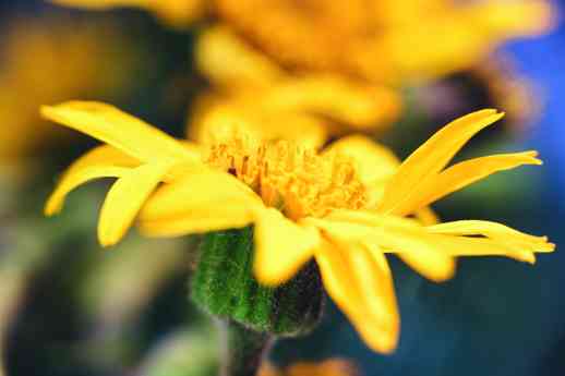 Árnica, un tesoro botánico protegido para preservar su legado milenario 