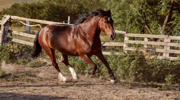 Bifeedoo destaca el valor de la energía natural en caballos mediante su pienso ecológico para caballos