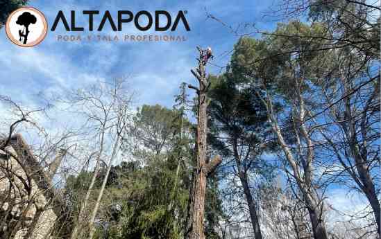 Altapoda: innovación y precisión en el cuidado especializado del arbolado