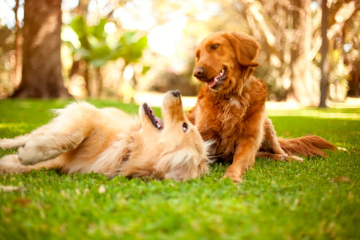 TodoMascota explica cómo adaptar la alimentación del perro ante la llegada del calor para mantener su equilibrio y bienestar