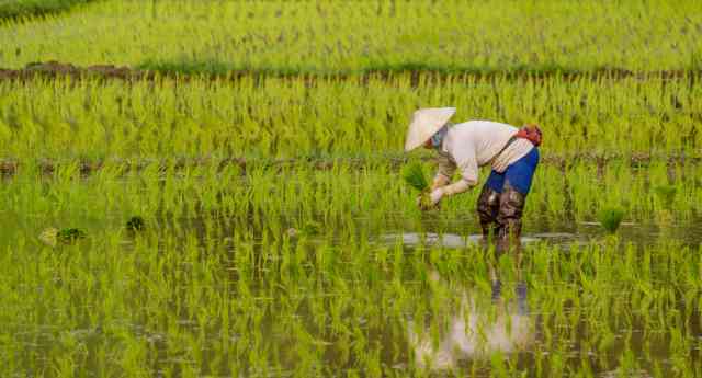 El arroz importado gana terreno en Europa y amenaza la autenticidad de la paella española