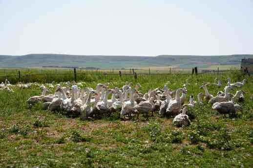 Influencers y periodistas descubren en Palencia el origen del Foie Gras 